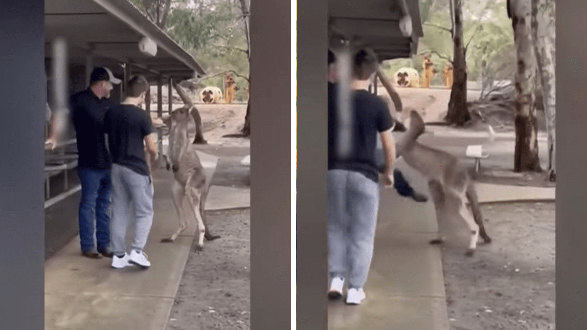 Turista briga com canguru dentro de zoológico
