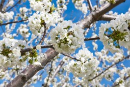 Flores Das Famosas Cerejeiras Desabrocham Mais Cedo Este Ano Em Toquio