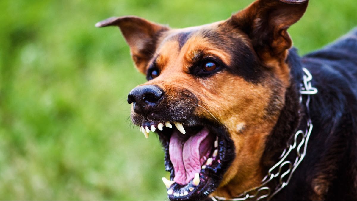 Mortes Por Ataques De Cachorros Crescem No Brasil