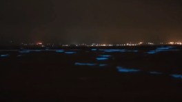 Turistas Brincam Em Mar Que Brilha No Escuro Na China