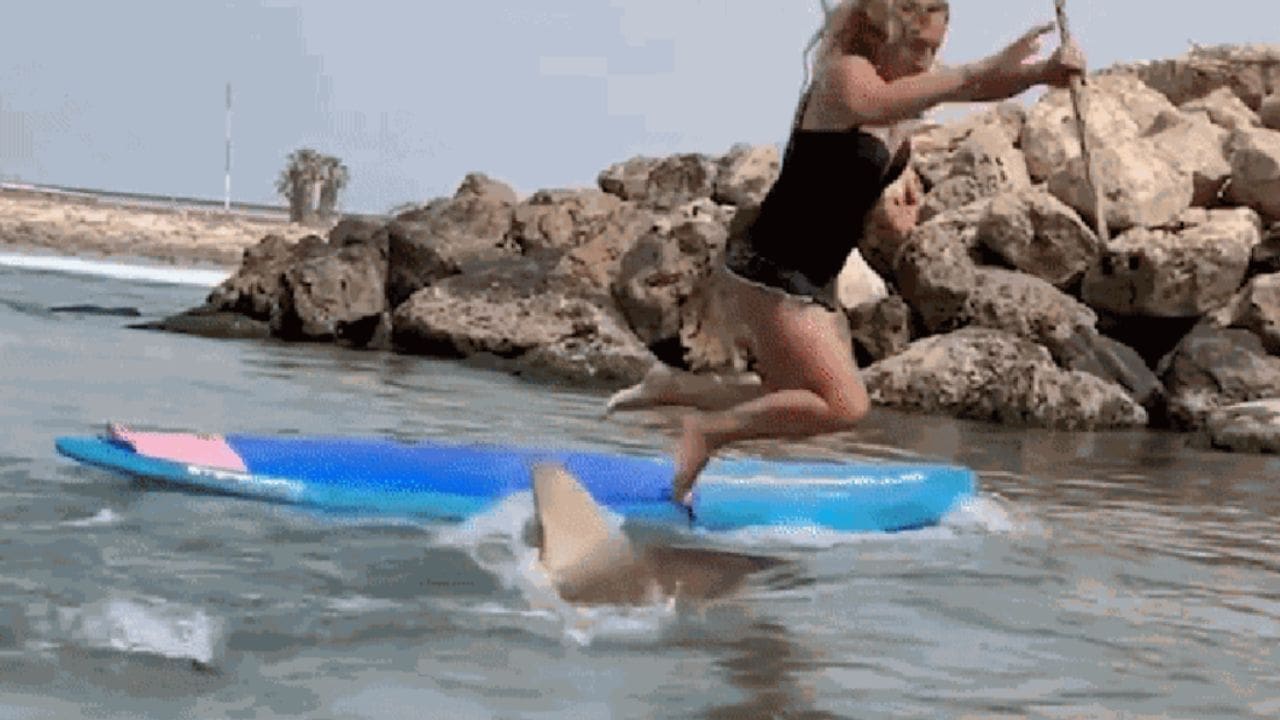 Veja o vídeo: tubarão derruba surfista de prancha